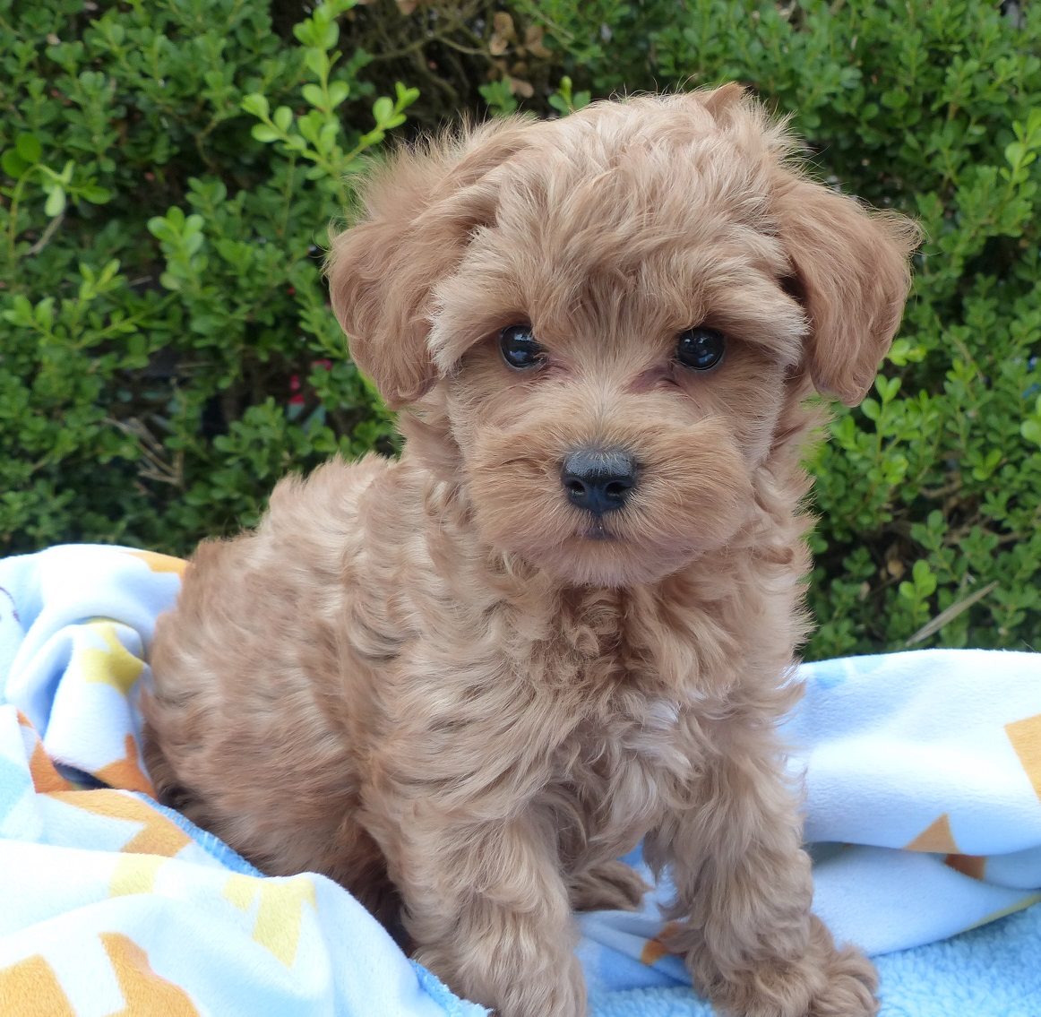 Schnoodle Schnoodle